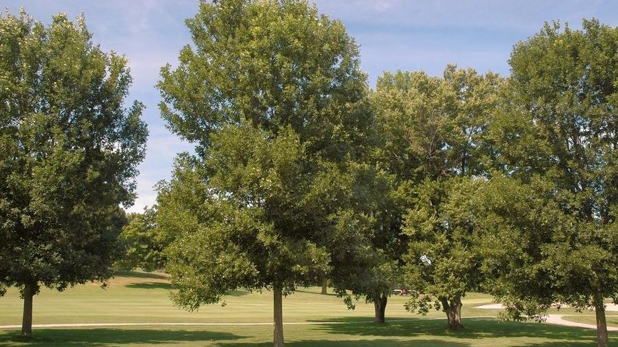 Virginia Department of Forestry offers cash reward to remove ash trees from public property